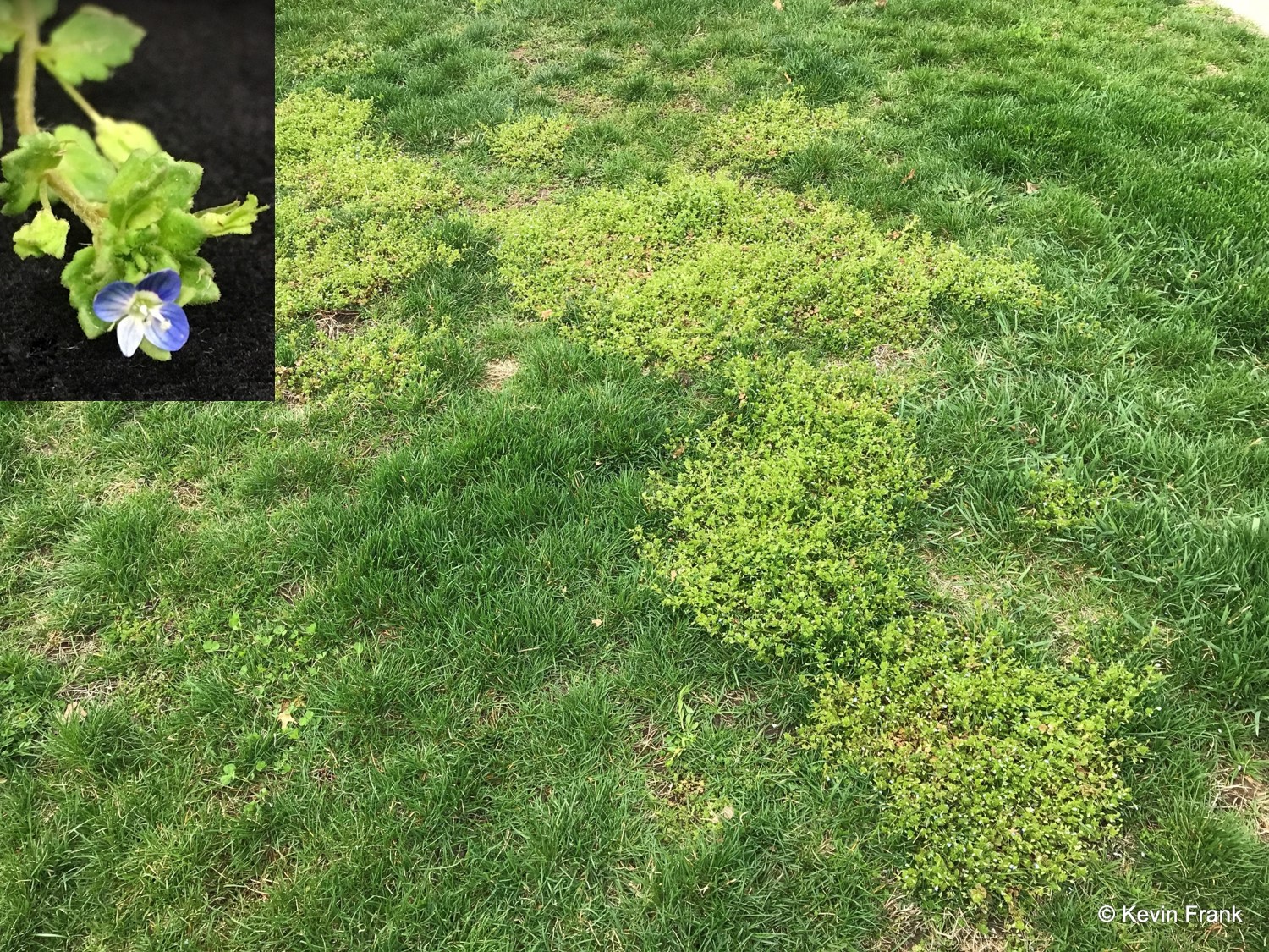 Corn speedwell